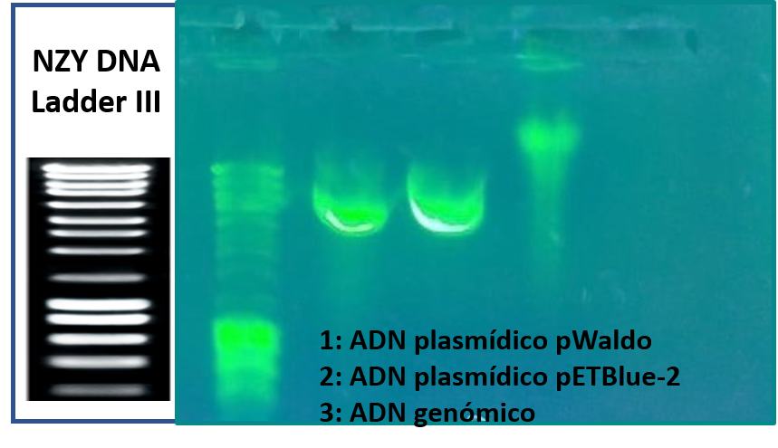 An&aacute;lisis de las muestras de ADN purificadas