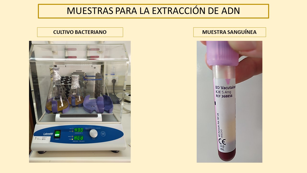 Muestras para la extraci&oacute;n de ADN
