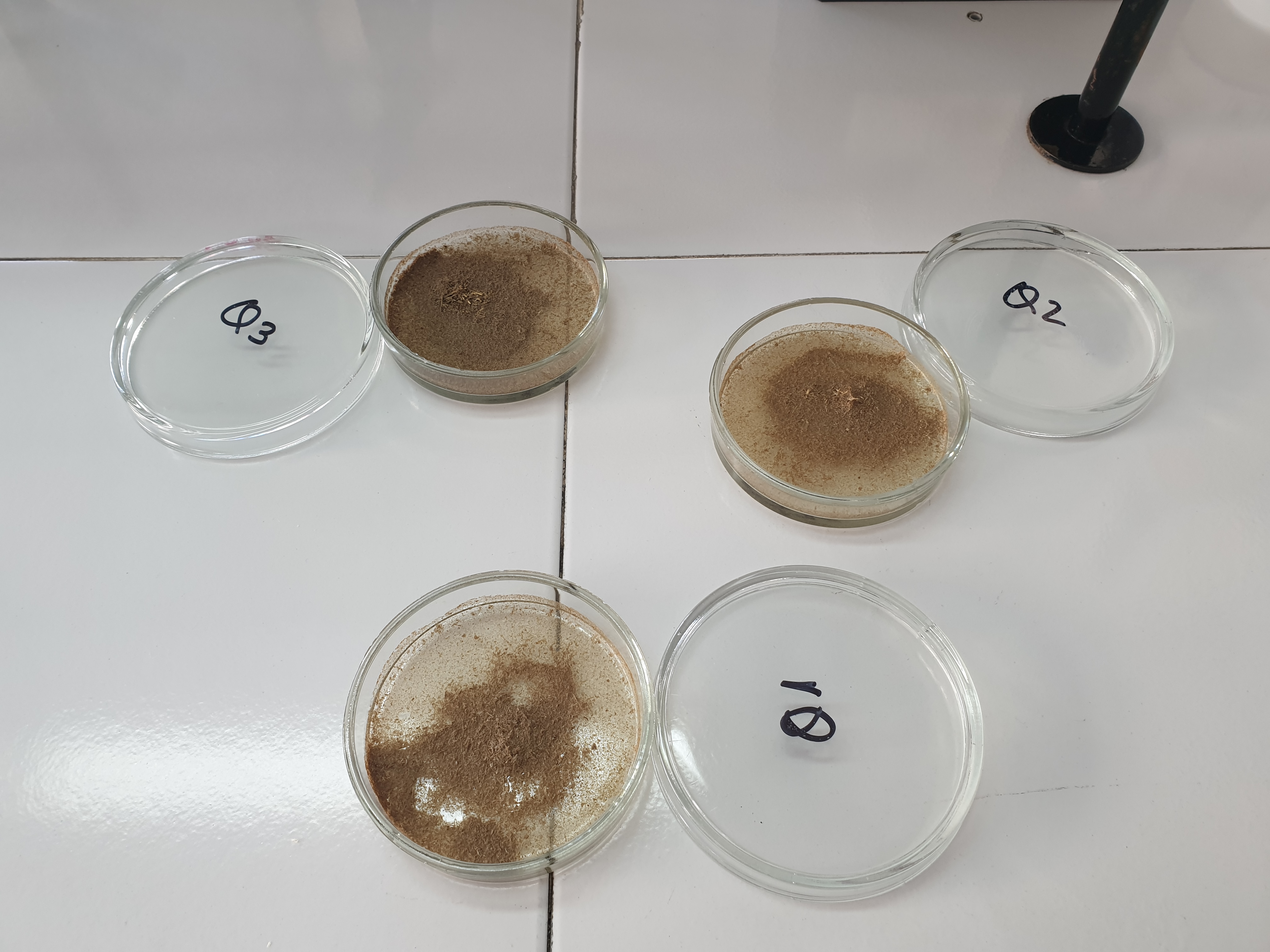 Primeras extraciones